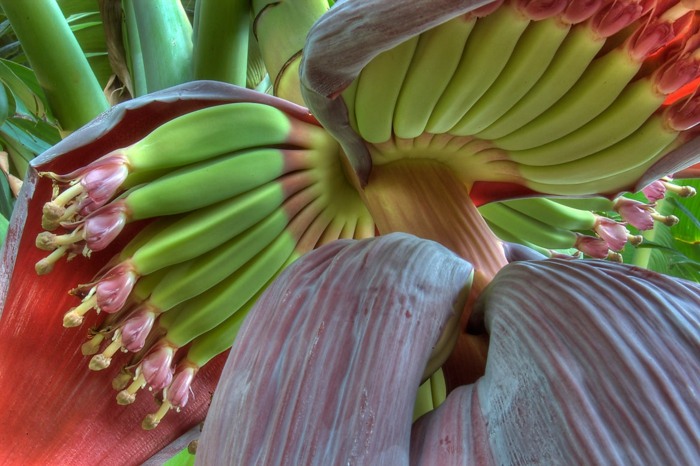 plante-exotique-bananier-fleur-fruits-bananes