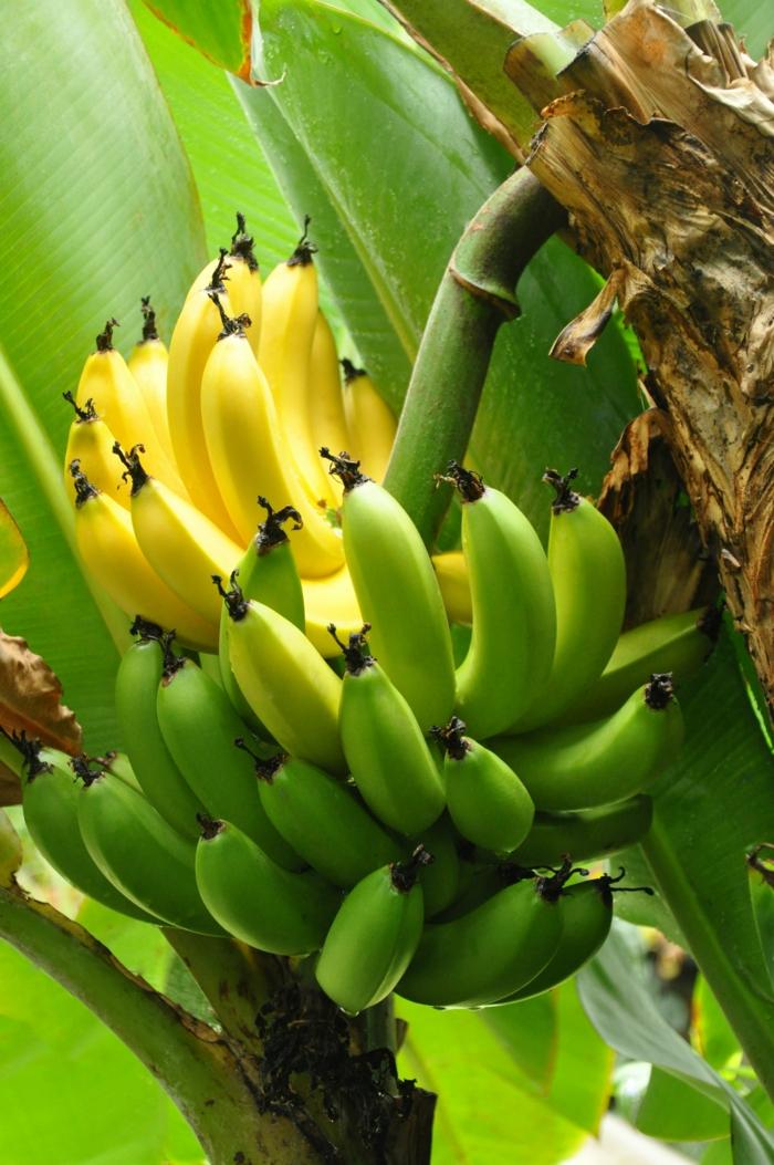 plante-exotique-bananier-fruits-bananes-jardin plante exotique