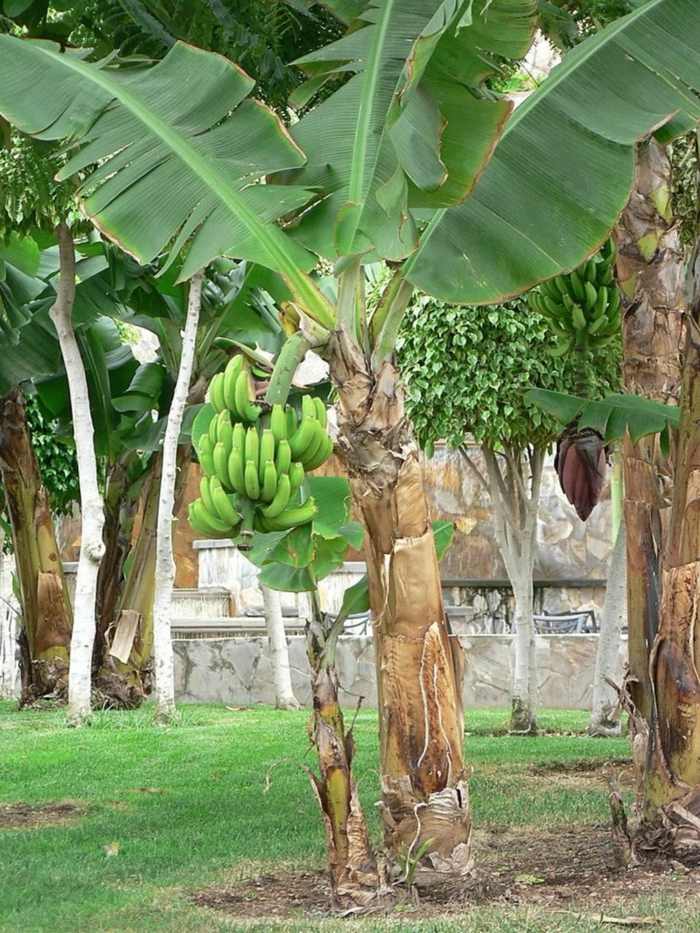 plante-exotique-bananier-haut-bananes-feuilles-jardin plante exotique