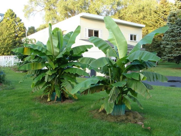 plante-exotique-bananier-jardin-ensoleillé plante exotique