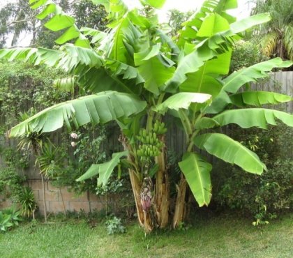 plante-exotique-bananier-jardin-grand-bananes