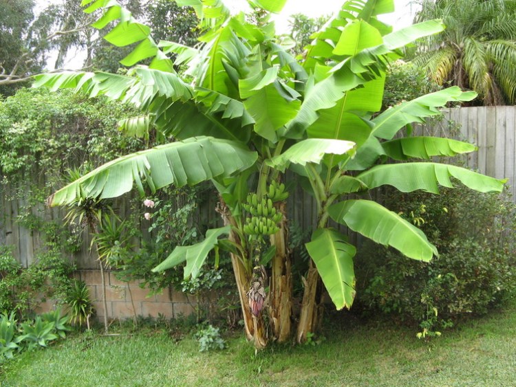 plante-exotique-bananier-jardin-grand-bananes plante exotique