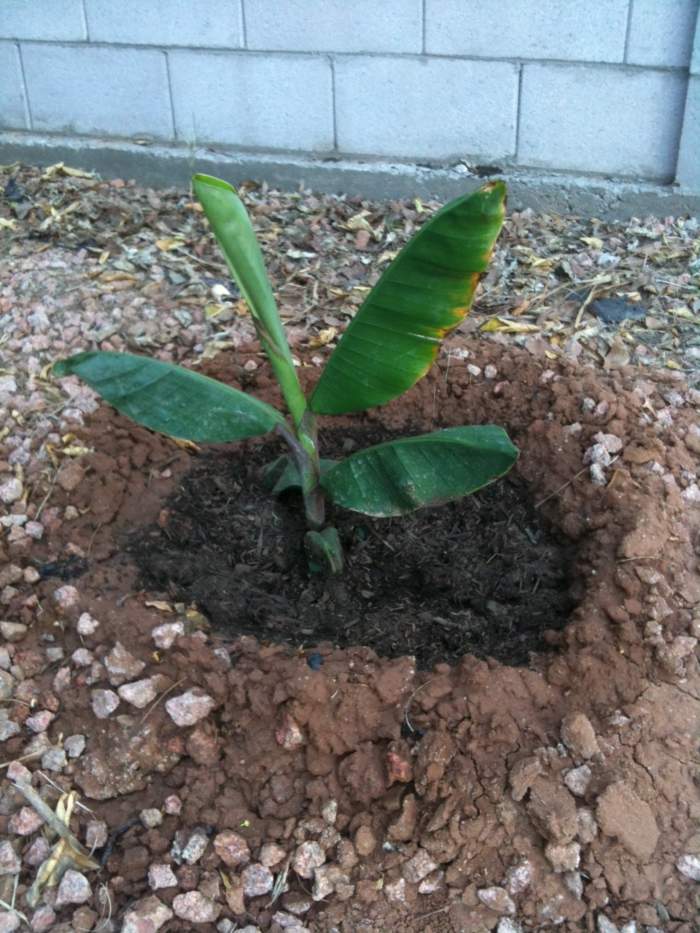 plante-exotique-bananier-jeune-planté-composte plante exotique