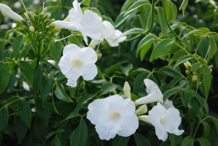 plantes-grimpantes-Pandorea-fleurs-délicates-blanches