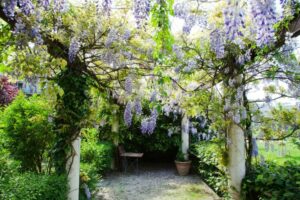 plantes-grimpantes-wistéria-pergola-fleurs-lilas