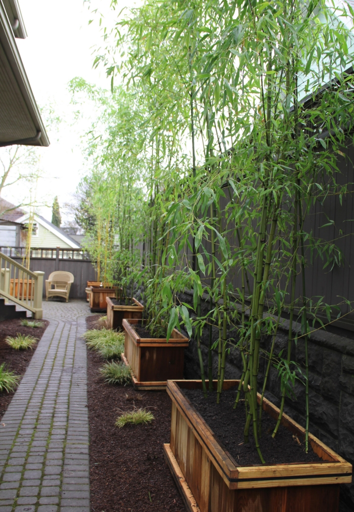 plantes de jardin bambou bacs-bois-rehausser-ligne-clôture