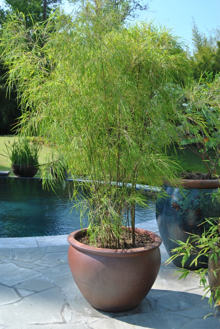 plantes de jardin bambou-pot-terre-cuite-terrasse-piscine