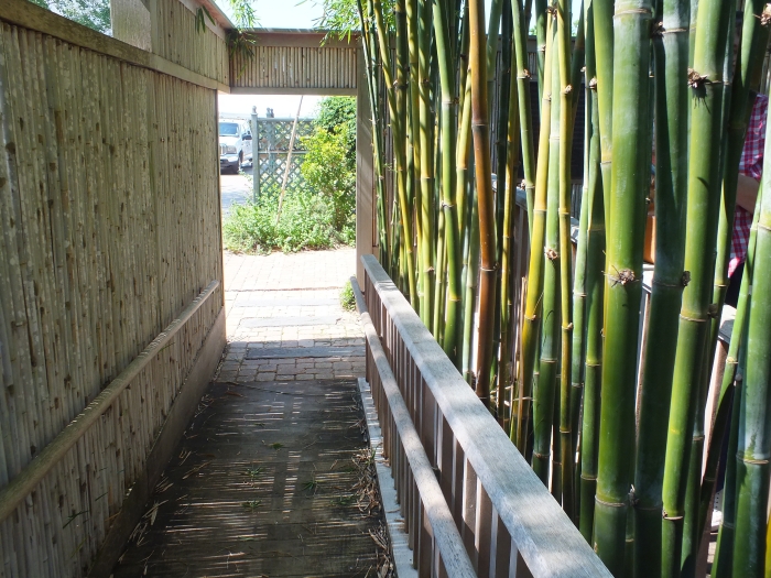 plantes de jardin brise-vue-naturel-tiges-bambou