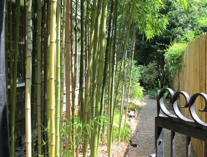 plantes de jardin haie-bambou-pratique-jolie