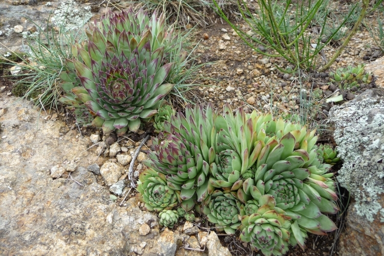 plantes succulentes d'extérieur jardin rocaille