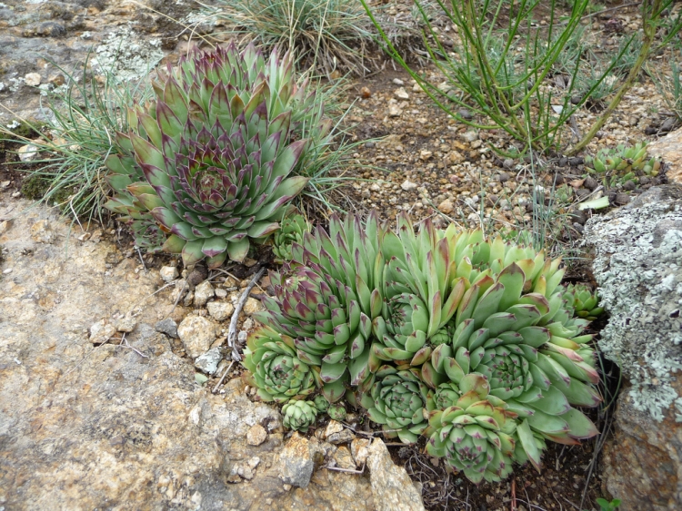 plantes succulentes d'extérieur jardin rocaille