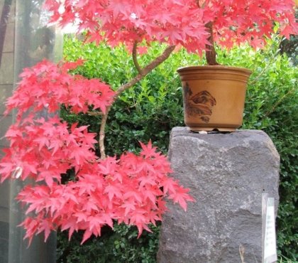 érable-Japon-Green-Cascade-pot