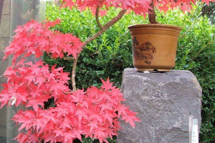 érable-Japon-Green-Cascade-pot