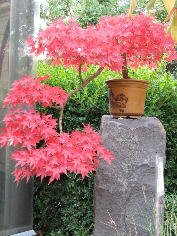 planter un erable du japon dans un pot