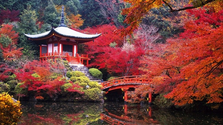 érable-japon-jardin-japonais