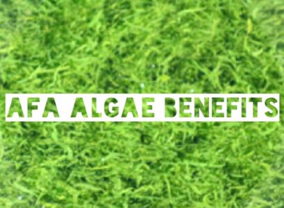 AFA-algues-Klamath-avantages