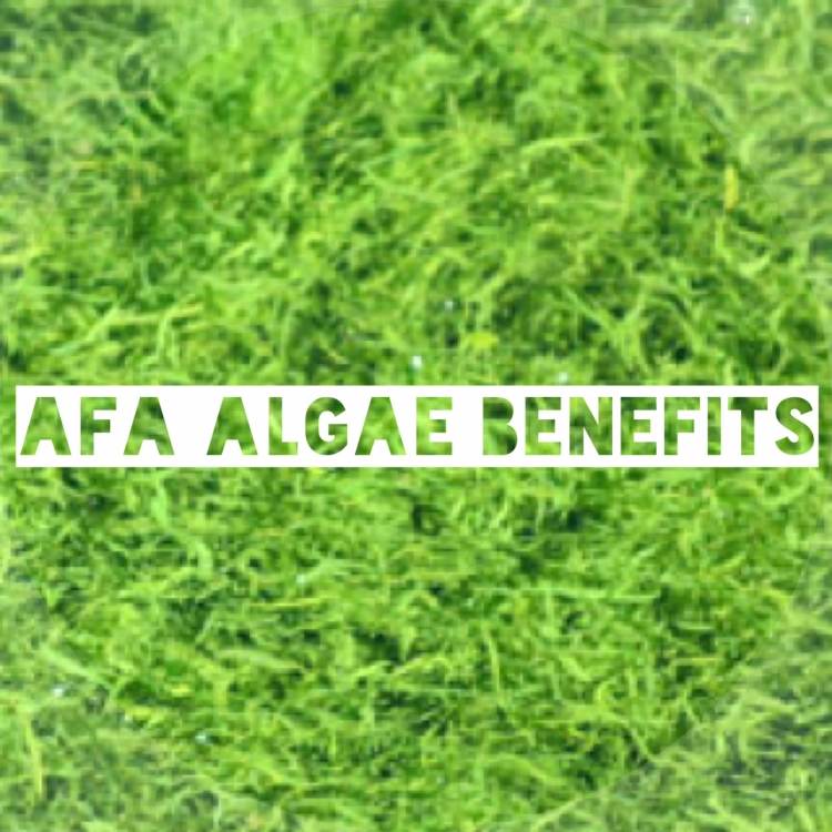 AFA-algues-Klamath-avantages
