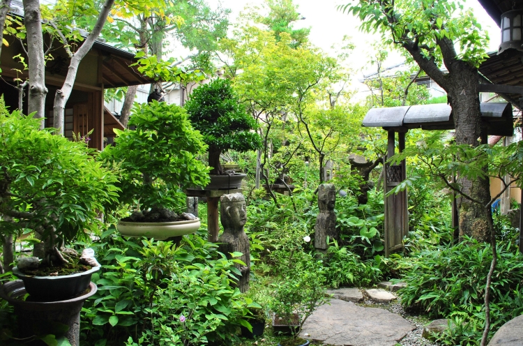 aménagement-jardin-japonais-bonsaï-végétation-luxuriante