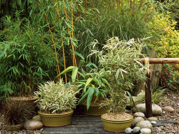 bambou-pot-argile-vernis-vert-terrasse-traverses
