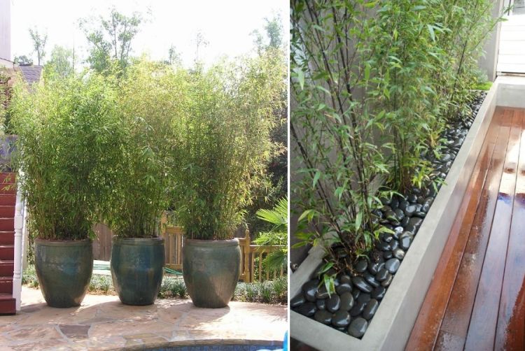 bambou-pot-terrasse-jardinières-bac-béton-piscine bambou en pot
