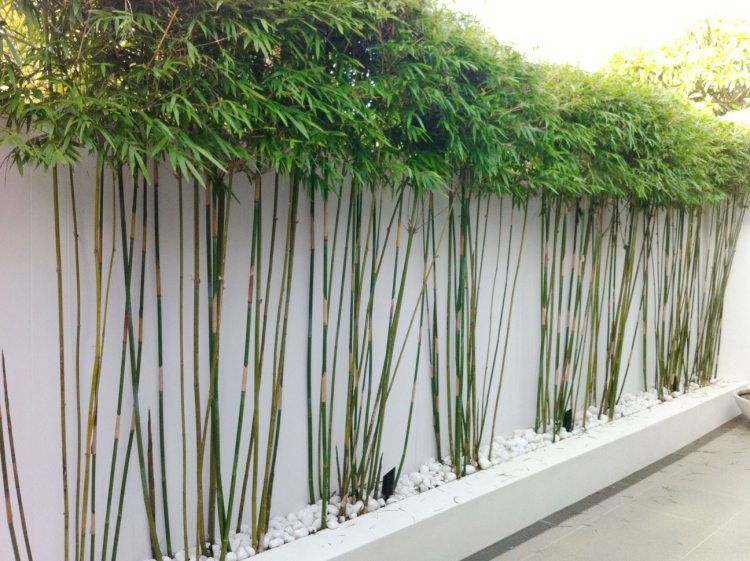 bambou-pot-terrasse-mur-blanc-galets bambou en pot