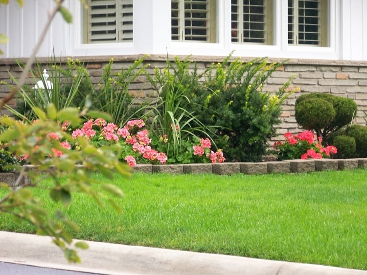 bordure-jardin-pavés-pierre-géraniums-gazon bordure de jardin
