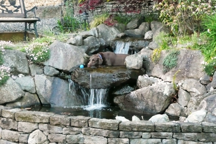 Cascade bassin de jardin 27 idées créer votre havre de paix — free download