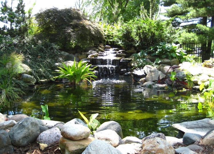 cascade bassin de jardin -plantes-aquatiques