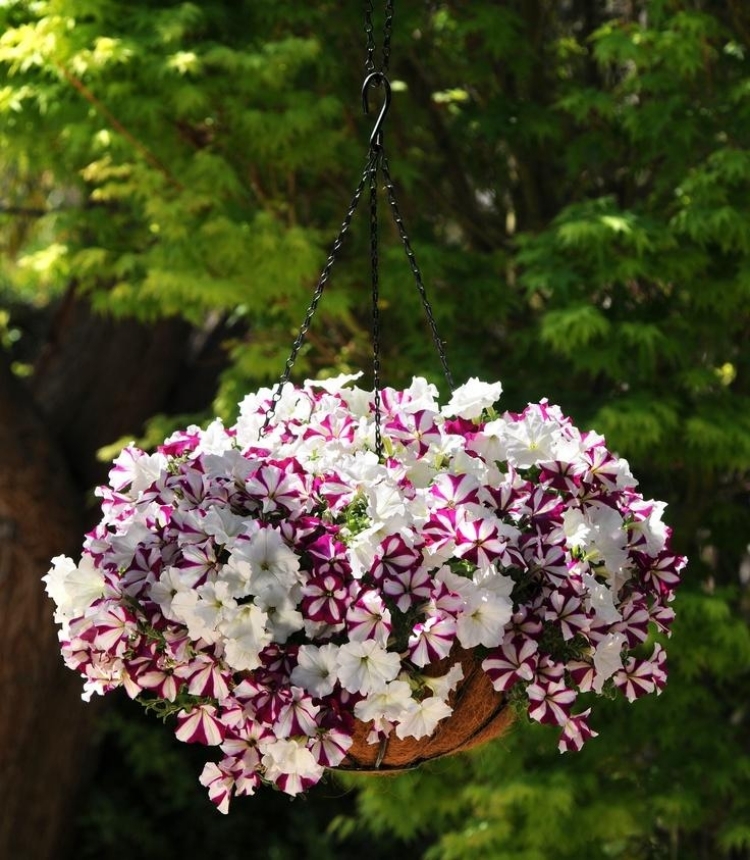 deco brise-vue balcon fleurs-petunias-violets