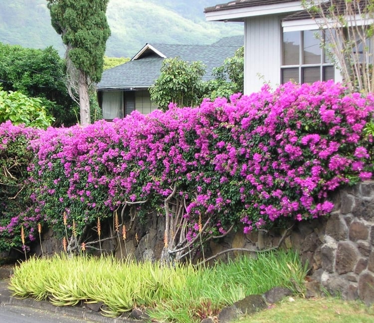 haie fleurie Bougainvillea rehausser ligne-muret-jardin-pierre