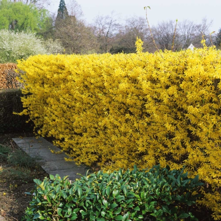 haie fleurie Forsythia jaune floraison printanière