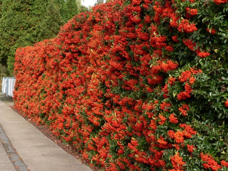 haie fleurie Pyracantha-buisson-ardent-baies-rouges