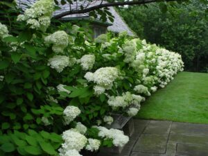 haie-fleurie-hortensia-paniculata-limelight-esthétique