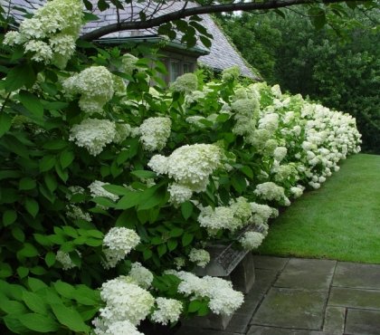 haie-fleurie-hortensia-paniculata-limelight-esthétique