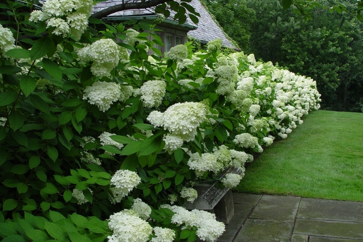 haie-fleurie-hortensia-paniculata-limelight-esthétique