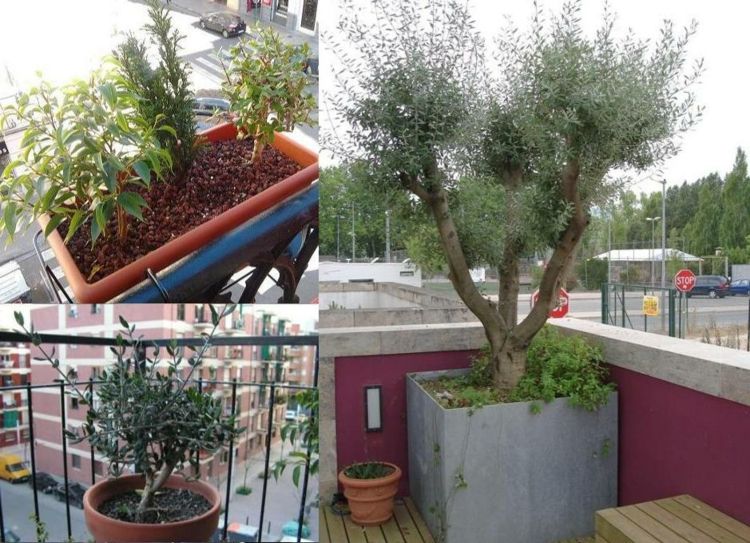 idées-culture-olivier-pot-jardinière-balcon-ville