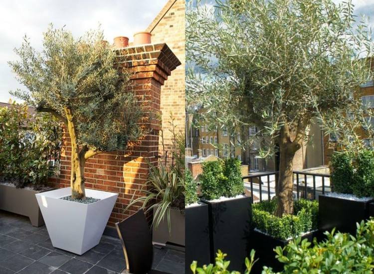 idées-olivier-pot-embellir-toit-terrasse-balcon
