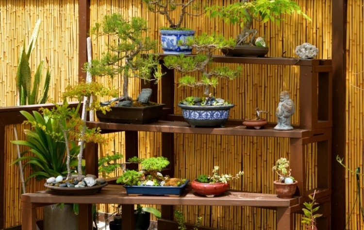 jardin-japonais-bonsaï-canisse-brise-vue-bambou