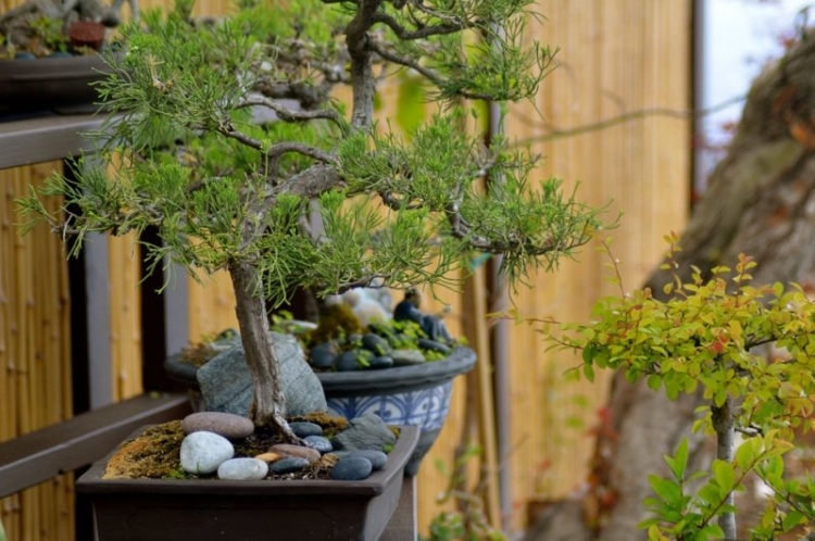 jardin japonais bonsaï-conifère-décoré-galets