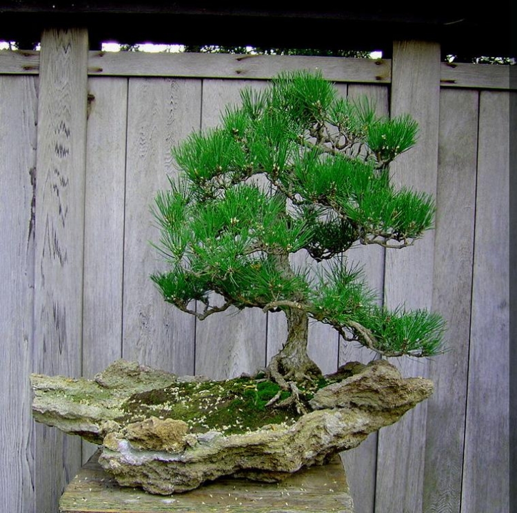jardin-japonais-bonsaï-conifère-pot-morceau-roche