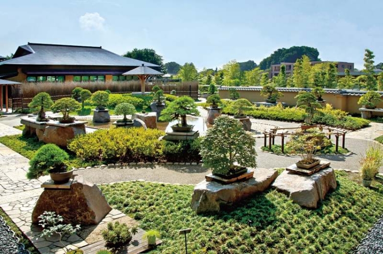 jardin japonais magnifique plusieurs-bonsaïs