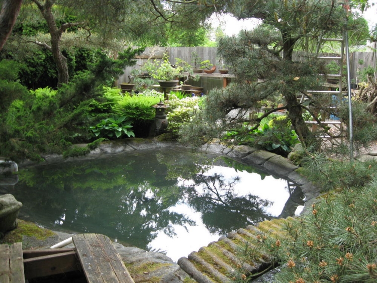 jardin-japonais-étang-pont-conifères-bonsaï