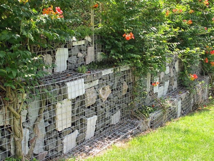mur en gabion jardin-espèces-plantes-grimpantes