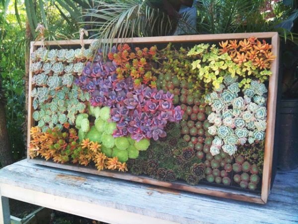 mur-vegetal-maison-exterieur-plantes-succulentes-deco