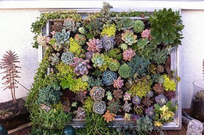 mur végétal plantes-succulentes-idee