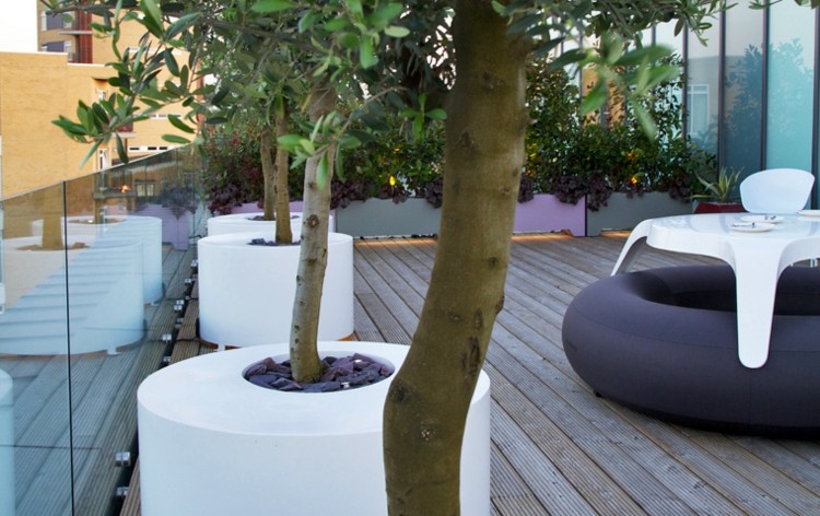 olivier en pot aménagement-balcon-toit-terrassse-moderne