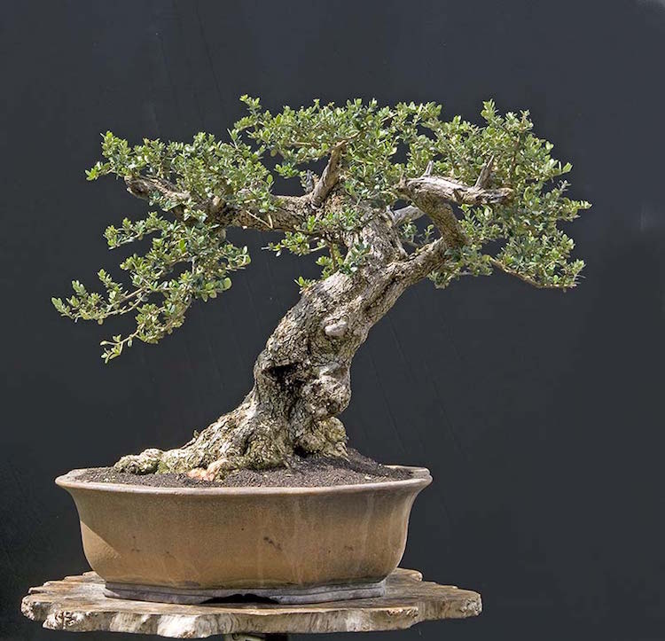 olivier-pot-bonsai-décorer-balcon-terrasse-salon