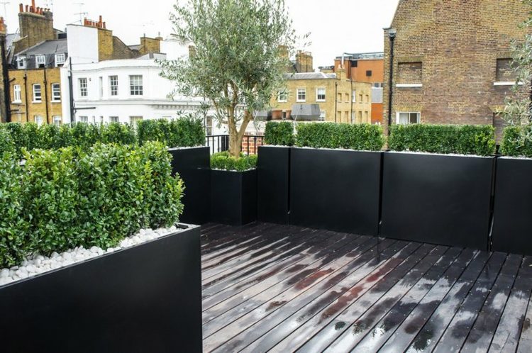 olivier en pot buis taillés jardinières hautes modernes toit-terrasse