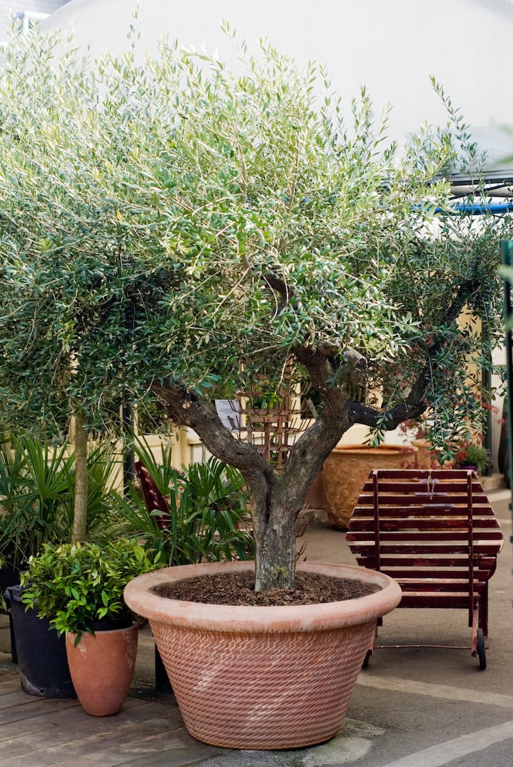 olivier-pot-céramique-terrasse-méditerranéenne