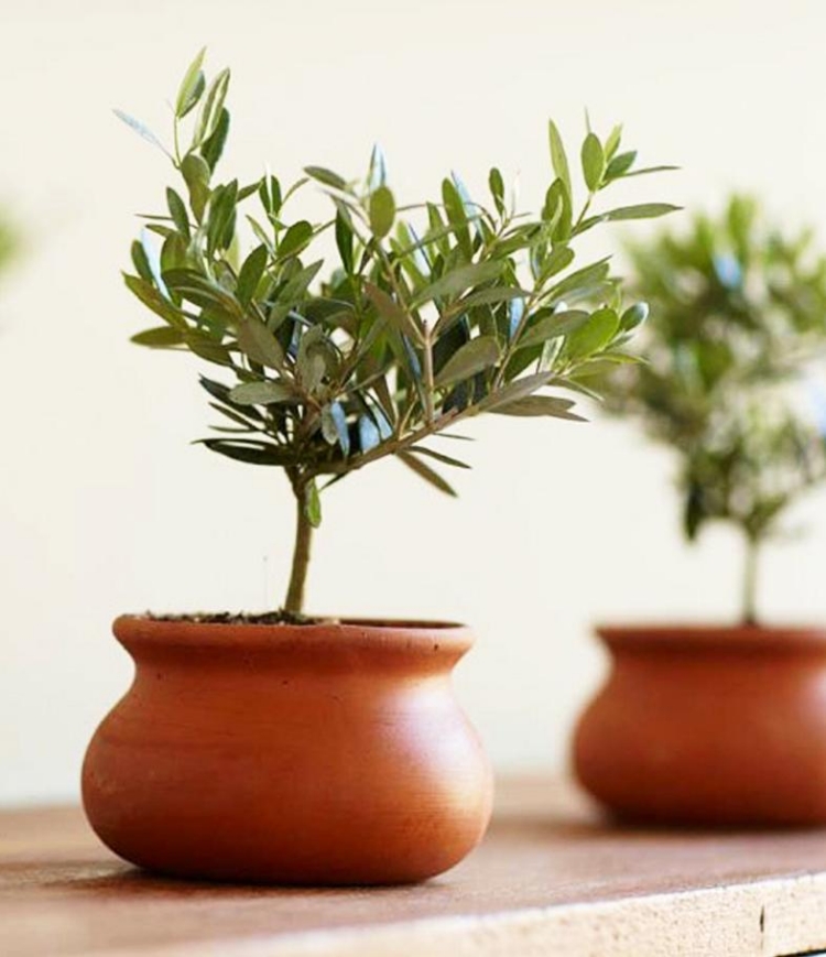 olivier en pot miniature-récipients-terre-cuite
